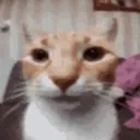 stare