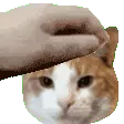 petcat