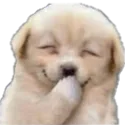doghihi
