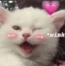 cat_wink