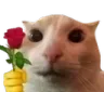 catRose catRose