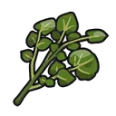 Herba_Bitter