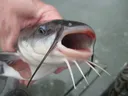 CatfishOmg Discord Emoji