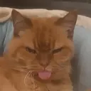 bleh bleh