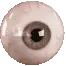 Auge