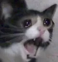 reallysadcat reallysadcat