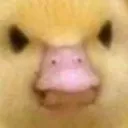 duckingmad duckingmad