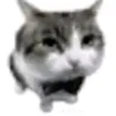 catBowtie catBowtie