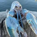 extrarealisticbluelobster extrarealisticbluelobster