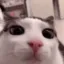 plink plink