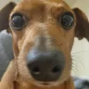 smellyouginger
