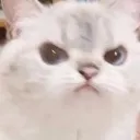 Cat_Angryyy Discord Emoji