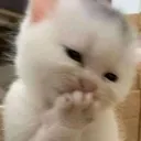 Cat_Muahaha Discord Emoji