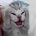 Cat Omg Discord Emoji