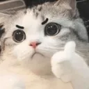 Cat_Yallah Discord Emoji