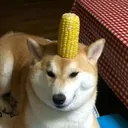 doggocorn