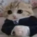 cat_business