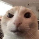 _thinccat Discord emoji
