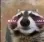 UwUraccoon