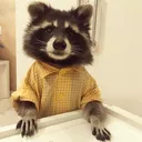 Raccooninclothes