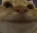catgiveup