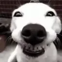 dawg dawg