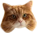 judgycat Discord Emoji