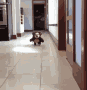 cutedog