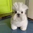 ammmm