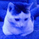 bluto