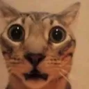 wtf