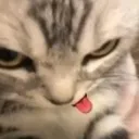 Tonguekitty Discord Emoji