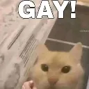 gay