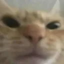 TLS_AngryCat