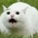 ooo
