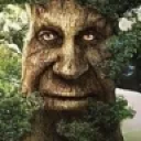 wisetree