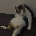 lazysal lazysal