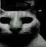 catpain catpain