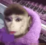 Prettymonkey