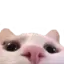 Cat1 cat1 Discord Emoji
