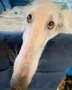 Borzoi