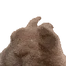 rabbitvibe