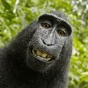 monkey_peeking