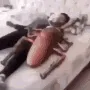 l_rgiantcockroachfight