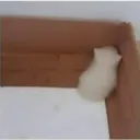 wh_sadcat Discord Emoji