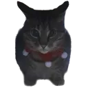 KarlCat Discord Emoji