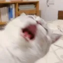 catahhhhhhf