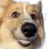 buttsniffa2