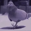 pigeonvibes