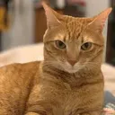 livecatreaction Discord Emoji